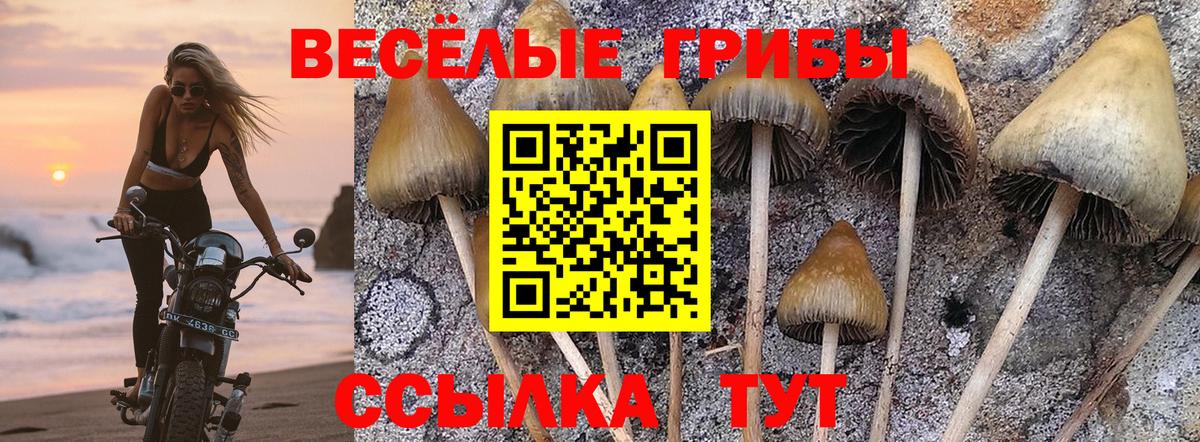 Псилоцибиновые грибы мицелий  Галлюциногенные грибы Cubensis  Вход с VPN  Батайск 